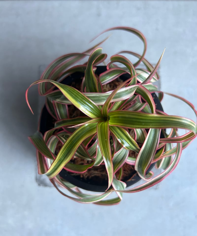 スプモーニさま専用 ドラセナ キュンティ スプモーニさま専用 ドラセナ