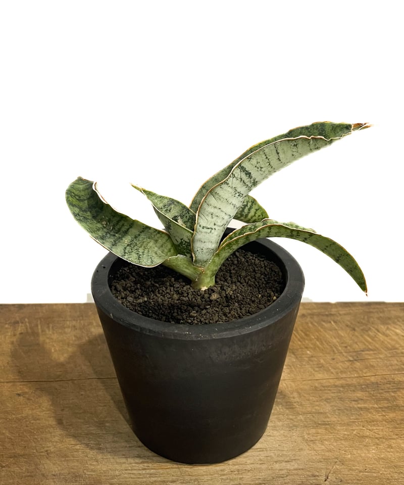 セール中　斑入り　サンセベリア　km12 Blue form サンスベリア Sansevieria Blue Clone White Variegated サンセベリア ブルー