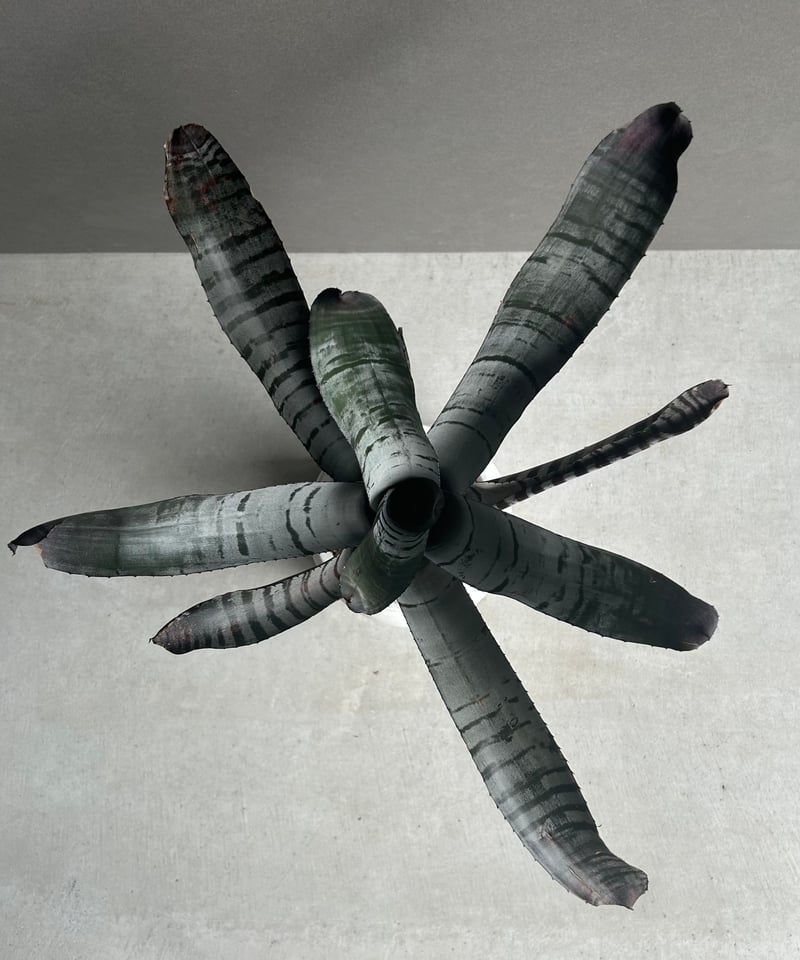 エクメア チャンティニー ブラック セレクト 「Aechmea chantinii Black