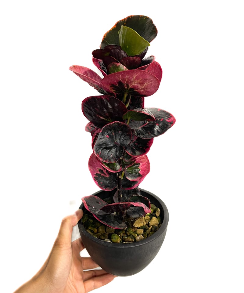 クロトン ハイブリッド「Codiaeum variegatum hybrid」6/20-809