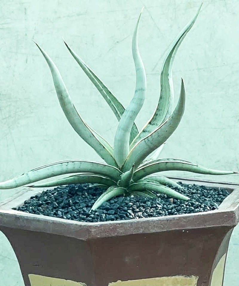 サンセベリア モスキート 「Sansevieria Mosquito」54N | SHOUCH