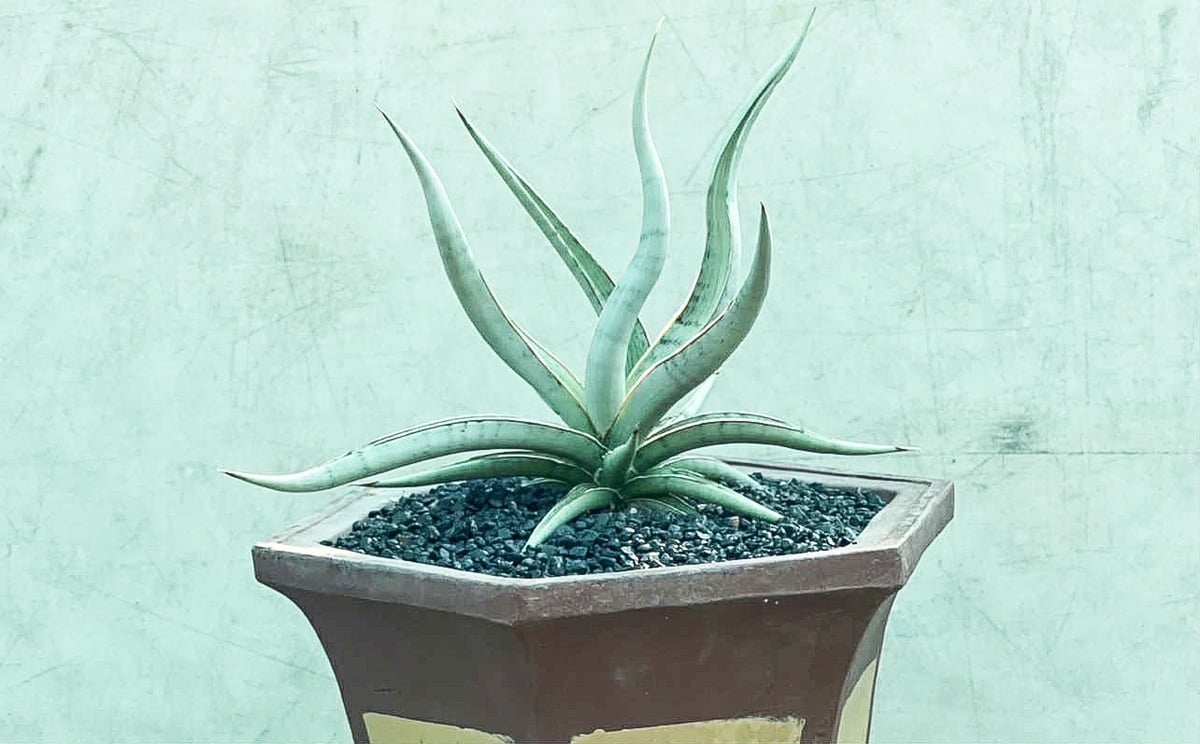 サンセベリア モスキート 「Sansevieria Mosquito」54N | SHOUCH