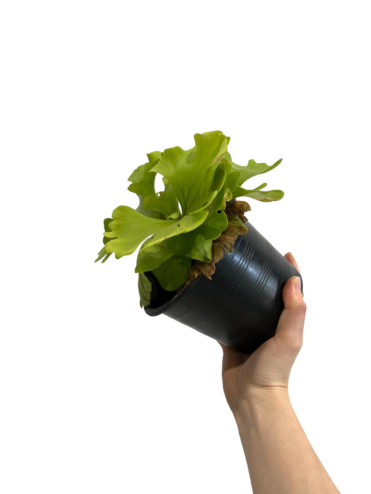 ビカクシダ リドレイ ワイドリーフ 「Platycerium ridleyi wide ビカクシダ リドレイ ワイドリーフ 「Platycerium ridleyi wide