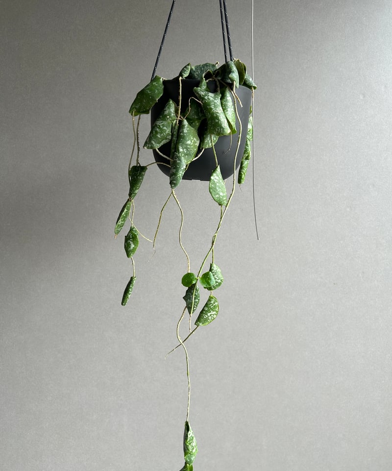 ホヤ インブリカータ + ハンギング ポット「 Hoya imbricata」 15G | S