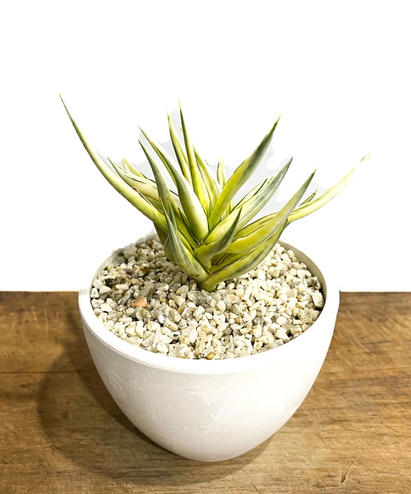 サンスベリア サドワラ ケーブス 斑入り サンセベリア sansevieria
