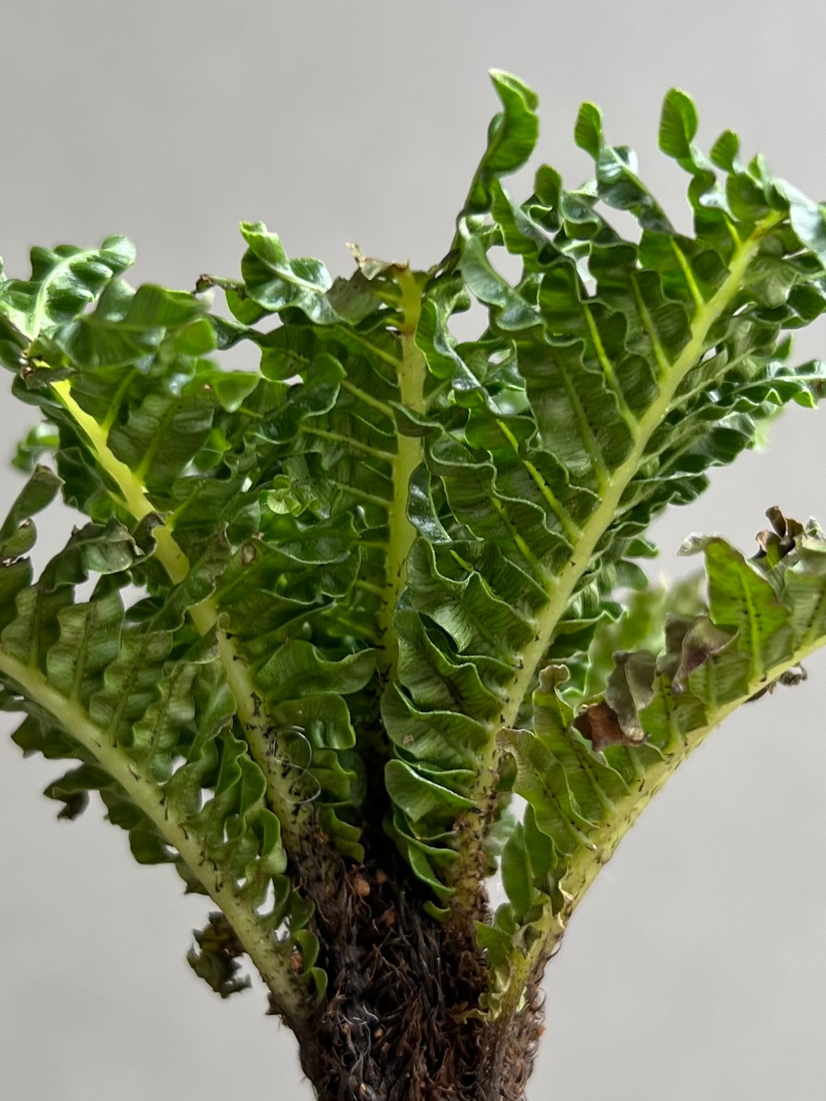 ブレクナム ギッバム ドワーフ 「Blechnum gibbum Dwarf 」77B | S