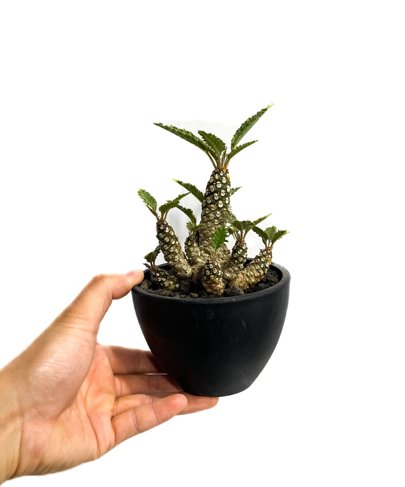 ドルステニア ホルウッディ 多頭タイプ 「Dorstenia horwoodii」4/20-3