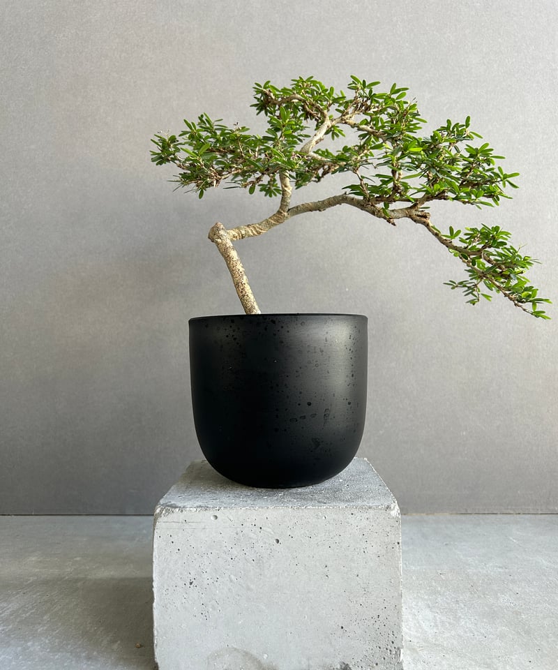 うち” 盆栽 「“UCHI” BONSAI」 9J | SHOUCHIKUEN