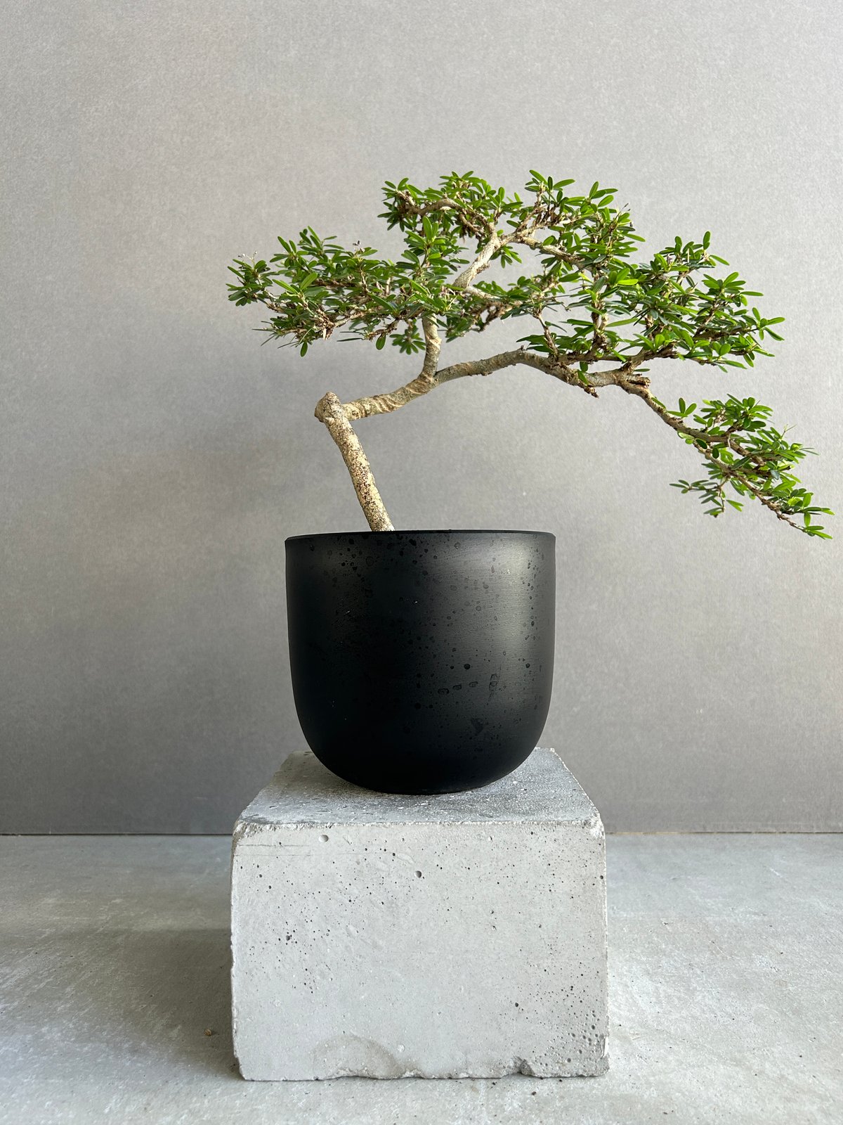 うち” 盆栽 「“UCHI” BONSAI」 9J | SHOUCHIKUEN