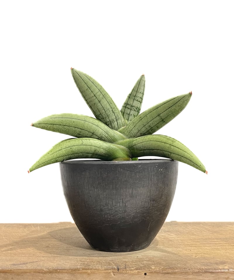 EMP サンセベリア サンディー San Dee / ※2枚目以降SA320 サンセベリア サワディー 「Sansevieria Sawasdee」9/2-26C-2 |