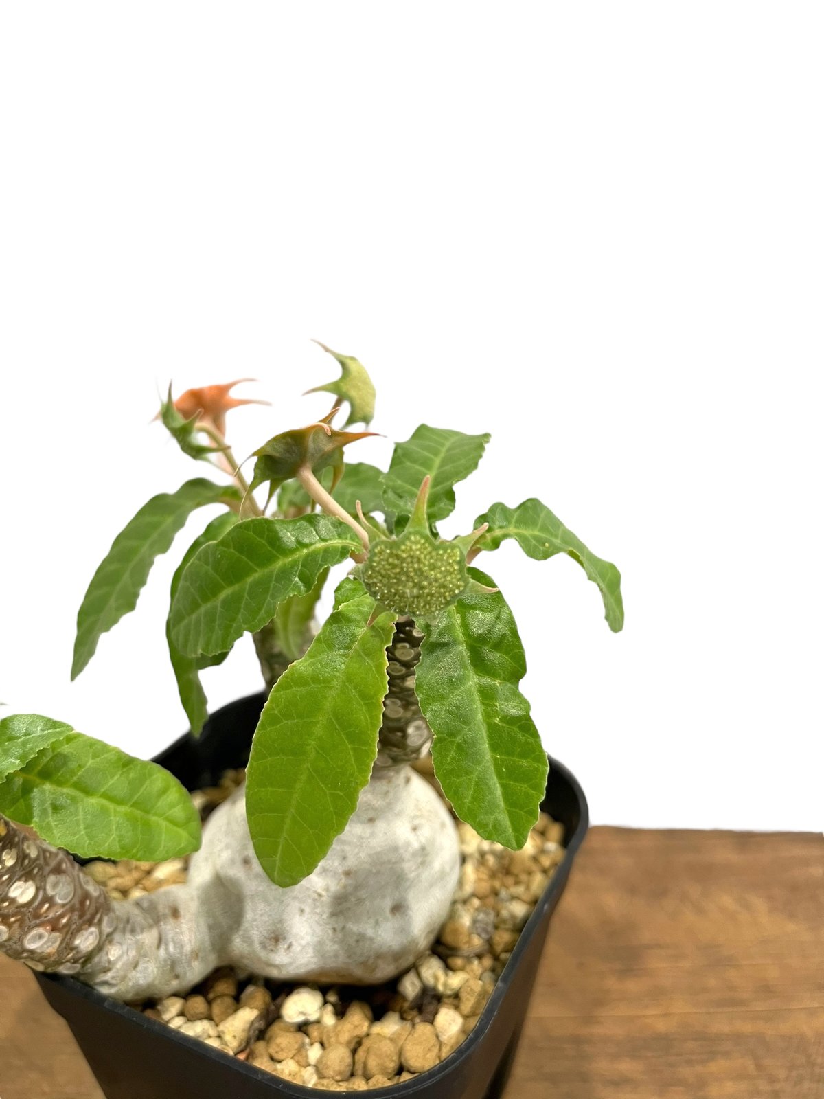 ドルステニア フォエチダ “多頭タイプ” 「Dorstenia foetida」25P | S