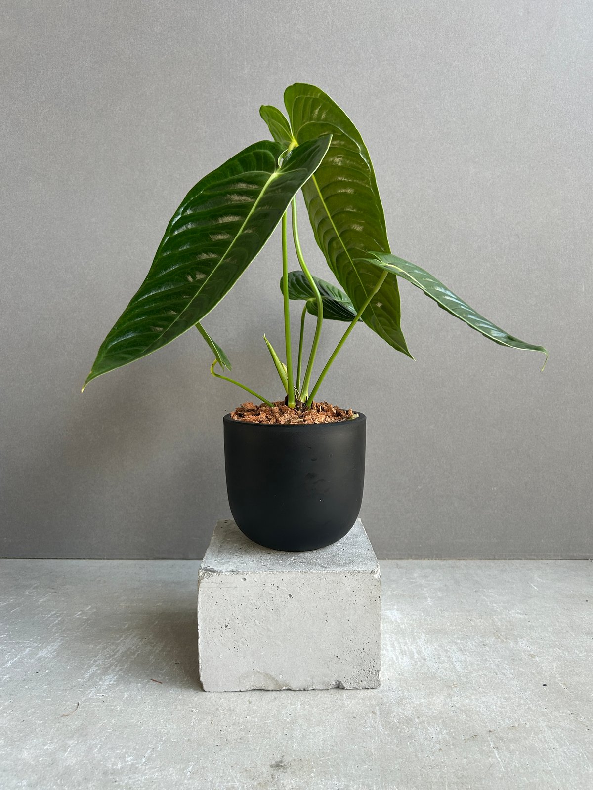 アンスリウム ベイチー 「Anthurium veitchii」52G | SHOUCHIKUEN アンスリウム ベイチー 「Anthurium veitchii」52G | SHOUCHIKUEN