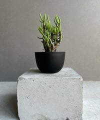 ドルステニア ジプソフィラ 接ぎ木「Dorstenia gypsophila 」5/11-47