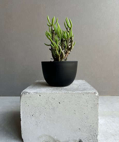 CATEGORY コーデックス(塊根植物) | SHOUCHIKUEN