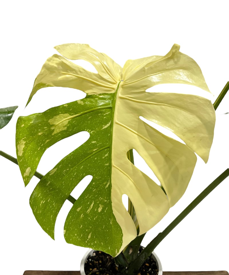 モンステラ タイ コンステレーション 「Monstera deliciosa Thai Con