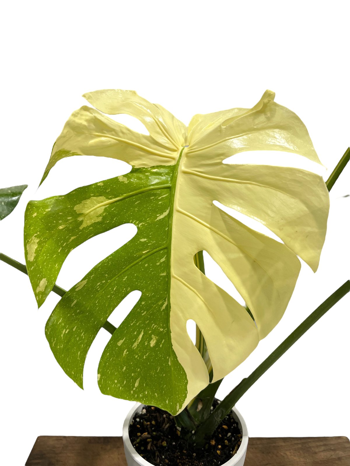 モンステラ タイ コンステレーション 「Monstera deliciosa Thai Con