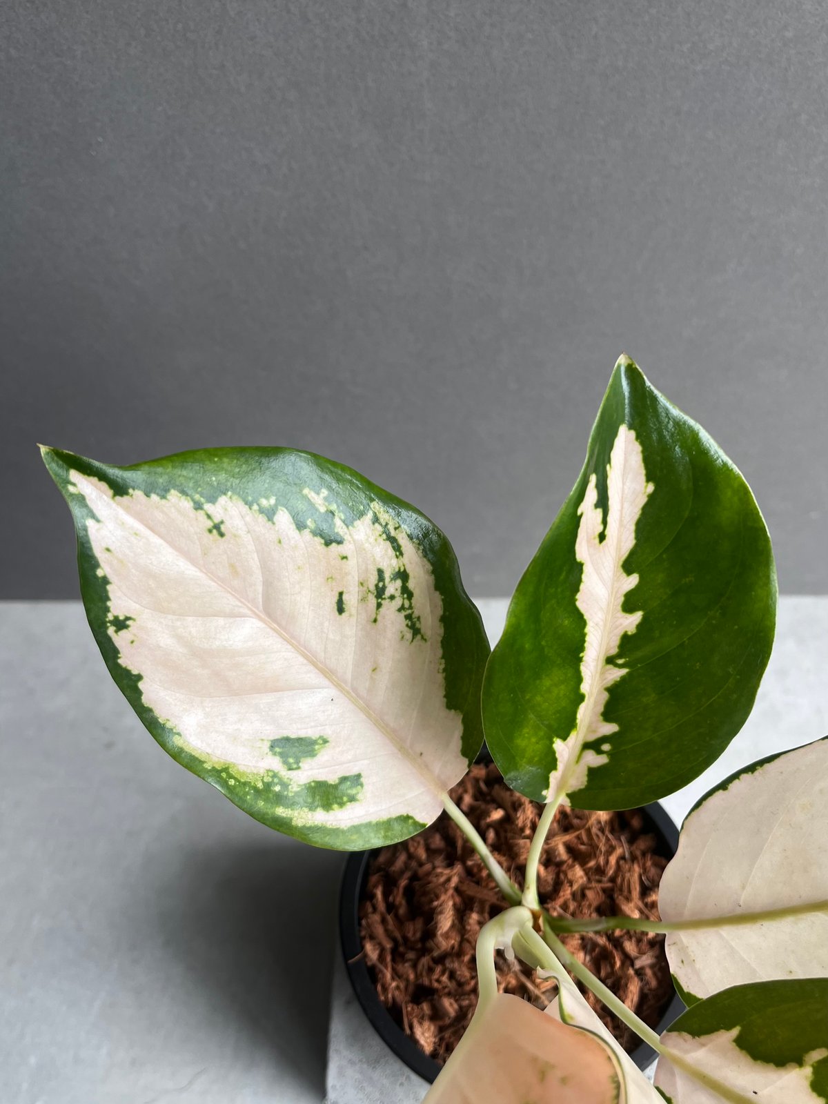 アグラオネマ コーチン ピーチ 「Aglaonema Cochin.Peach」59B