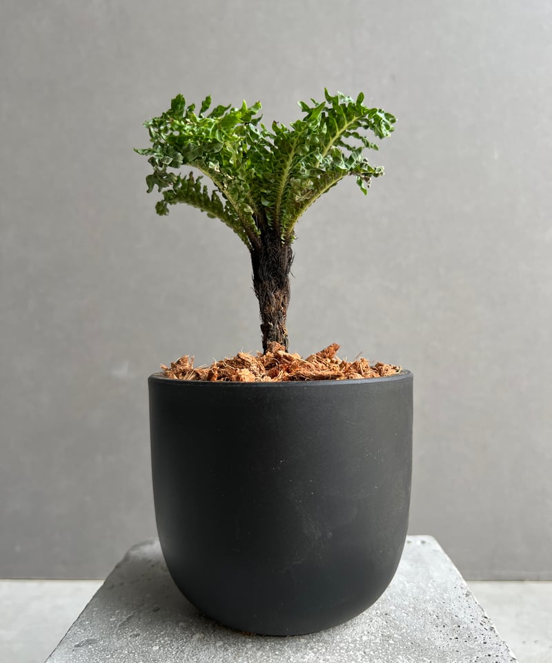 ブレクナム ギッバム ドワーフ 「Blechnum gibbum Dwarf 」78B | S