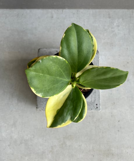 希少❗️ボリューム大❗️サンスベリア　トムグラシリスパンク✨ サンスベリアトムグラシリスならFlower&Plants tette │ 「手