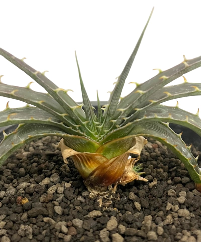 ディッキア　エステべシー ディッキア エステベシー 「Dyckia estevesii」 6/25-829 | SHO