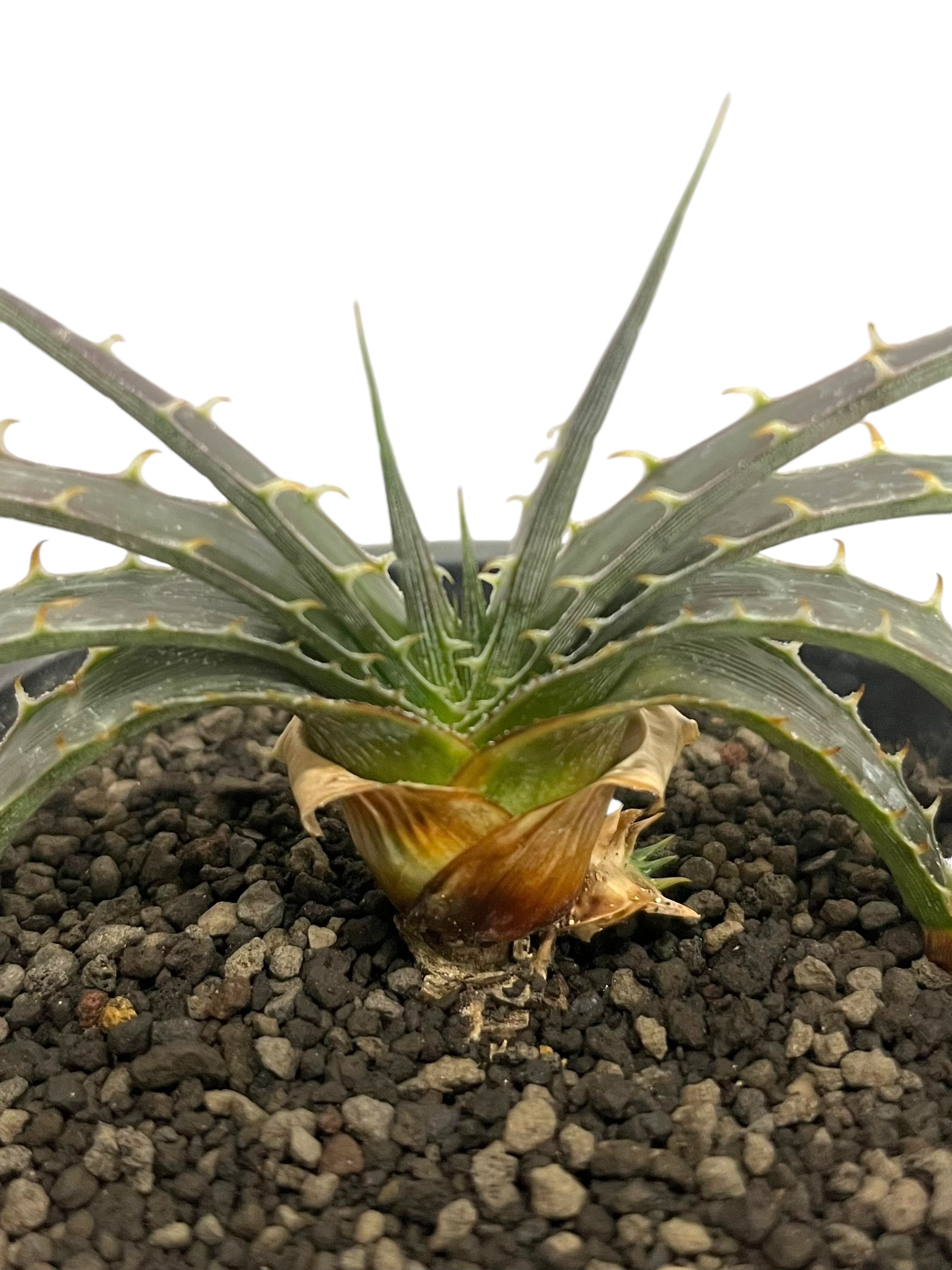 Dyckia 'Smile' (Dwarf type hybrid) ディッキア original