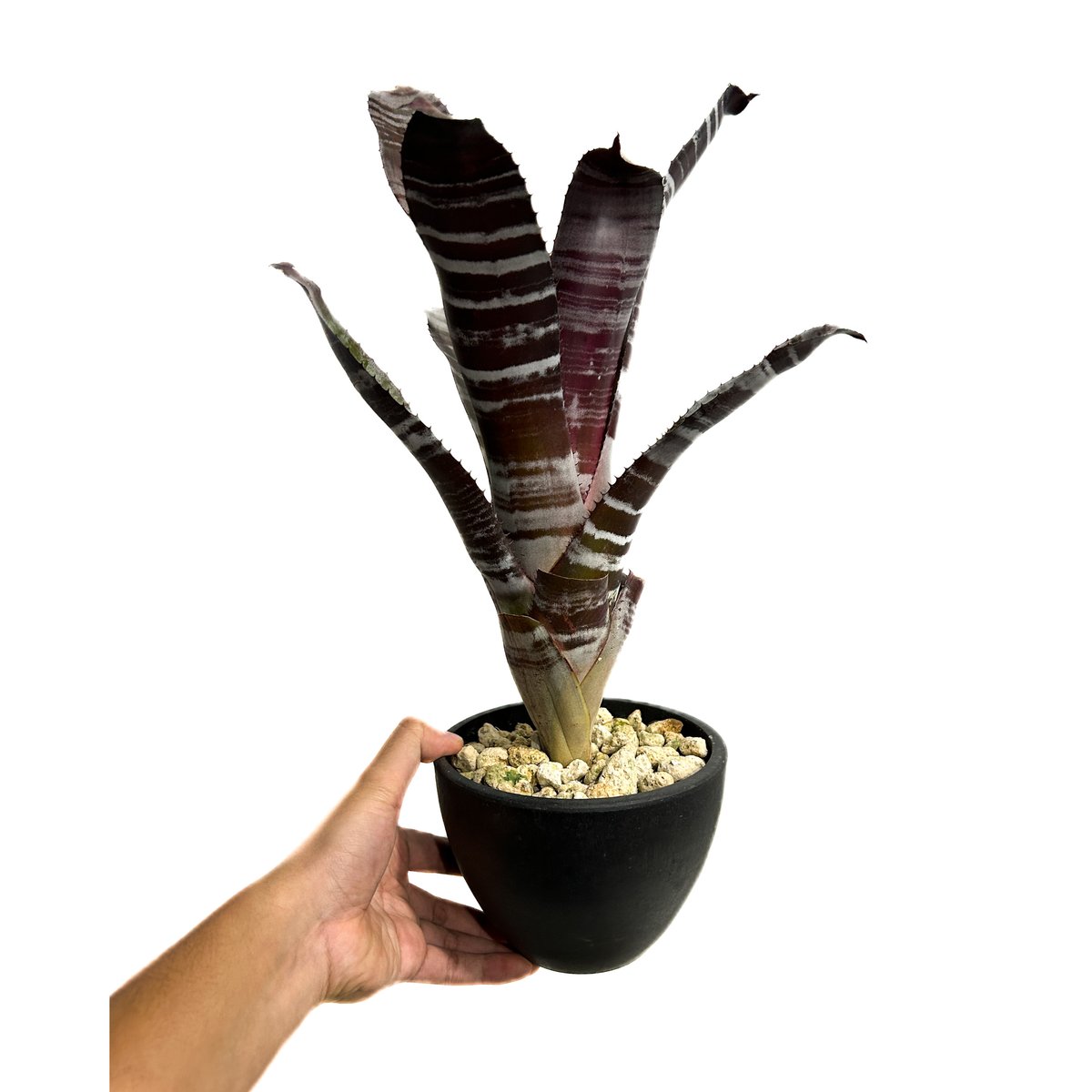 エクメア チャンティニー ブラック ゾンビ「 Aechmea chantinii