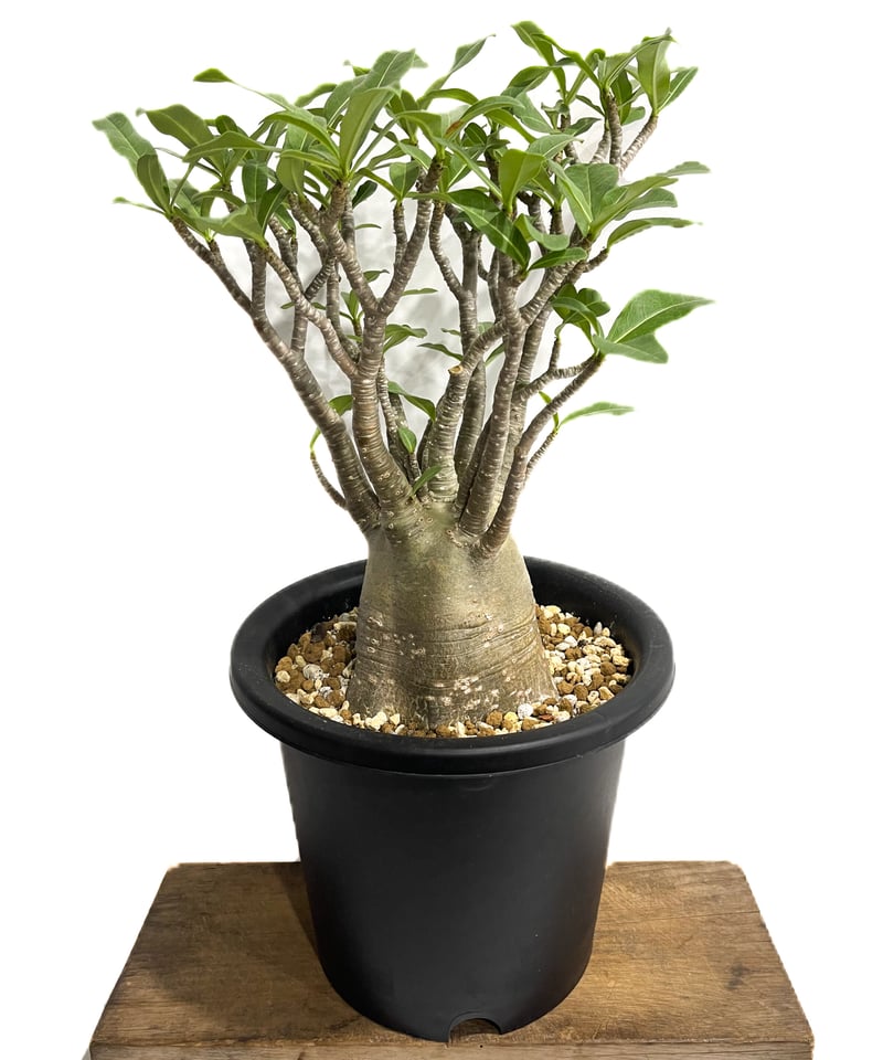 アデニウム アラビカム バオバブスタイル「Adenium arabicum