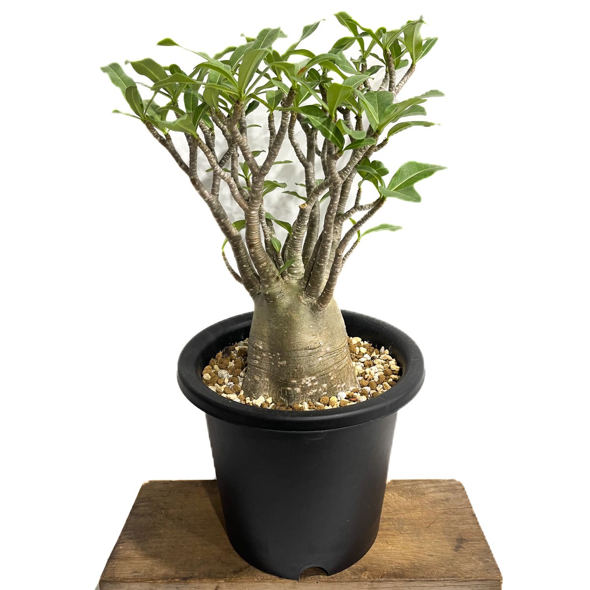アデニウム アラビカム バオバブスタイル「Adenium arabicum 'Baobab S アデニウム アラビカム バオバブスタイル「Adenium arabicum 'Baobab S