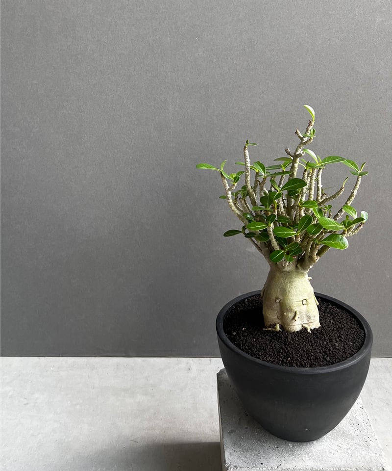アデニウム オベスム スモールリーフ “選抜個体” 「Adenium
