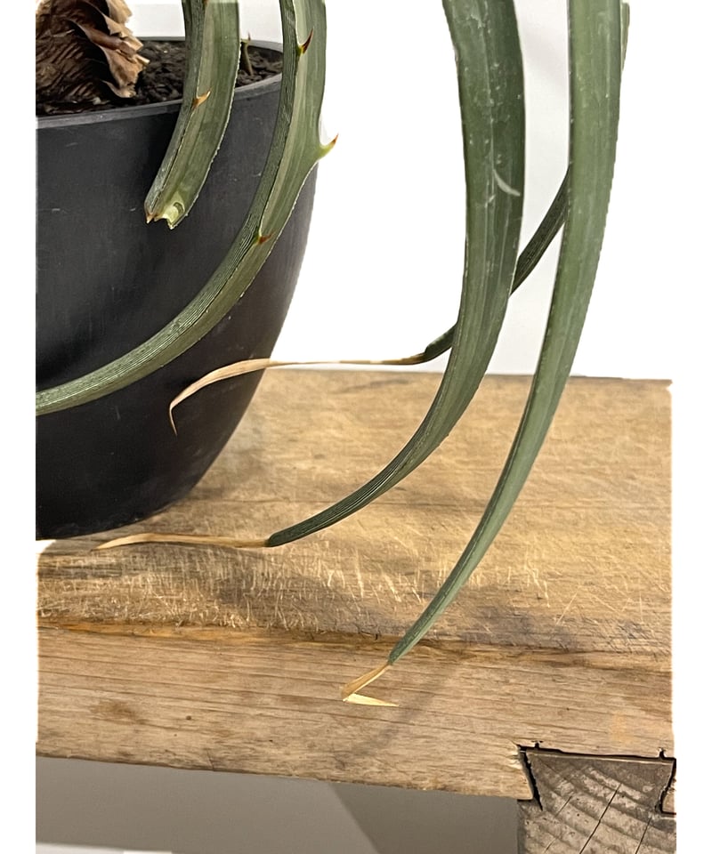 ディッキア エステベシー 「Dyckia estevesii」 6/25-829 | SHO