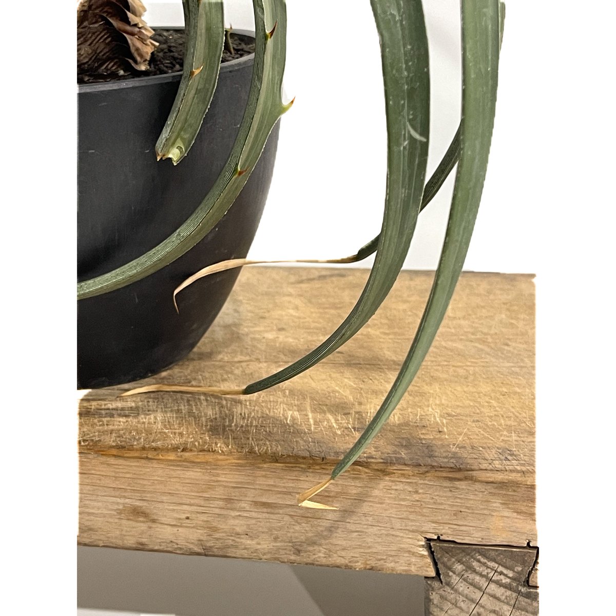 Dyckia estevesii 2　ディッキア　エステベシー ディッキア エステベシー 「Dyckia estevesii」 6/25-829 | SHO