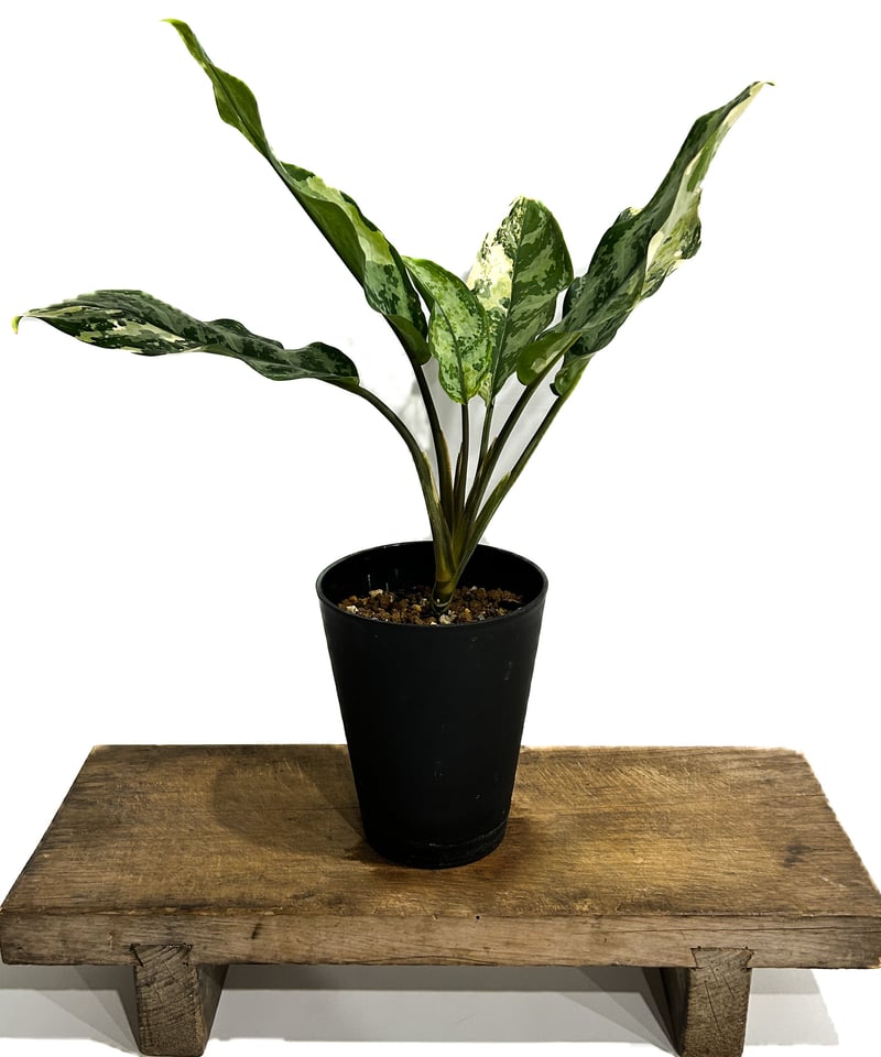 アグラオネマ・プラカイペット（Aglaonema 'Prakai Pet