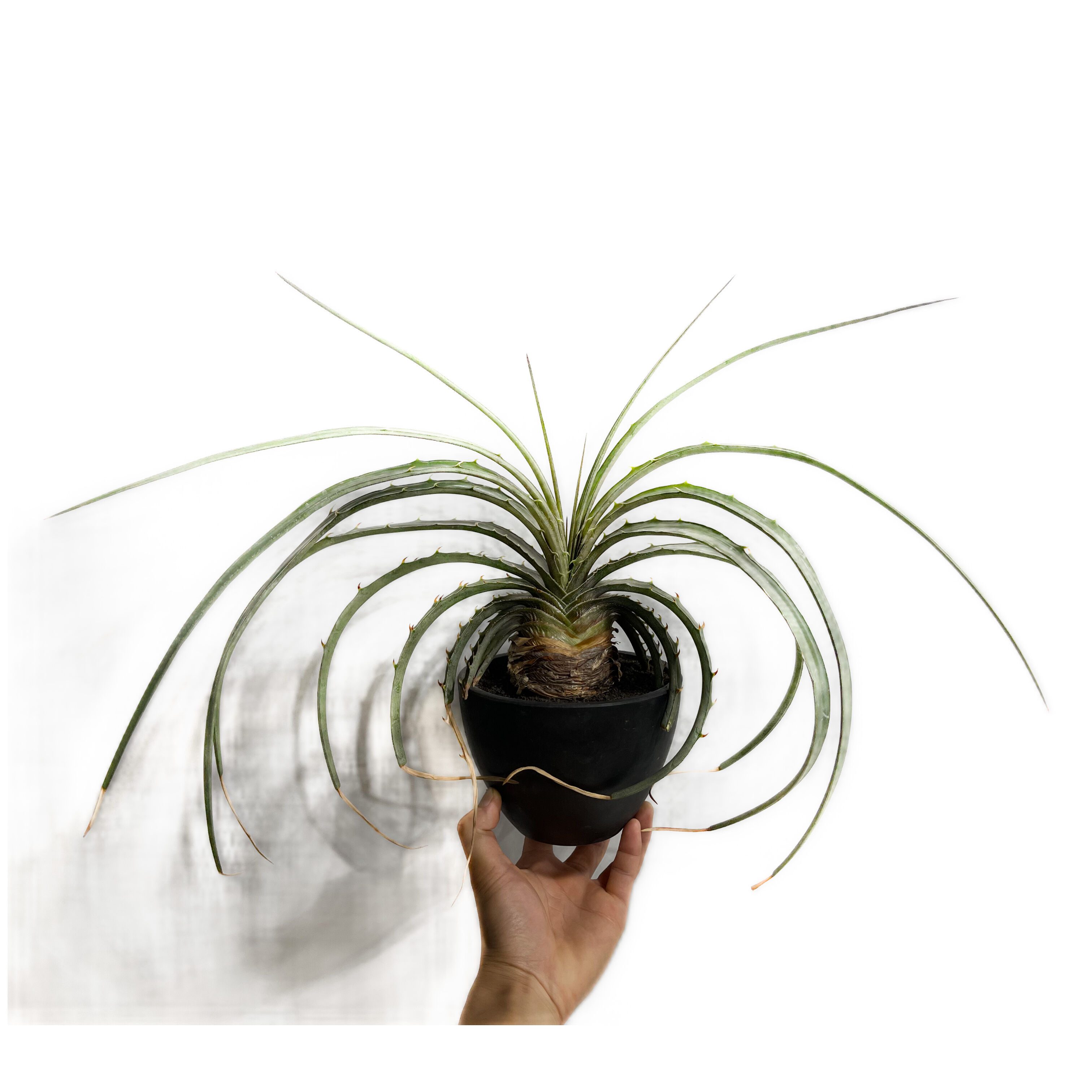 良型‼︎ ディッキア エステベシー　Dyckia estevesii original