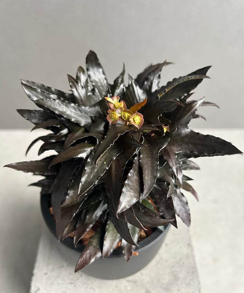 ユーフォルビア フランコイシー “エスプレッソ”「 Euphorbia