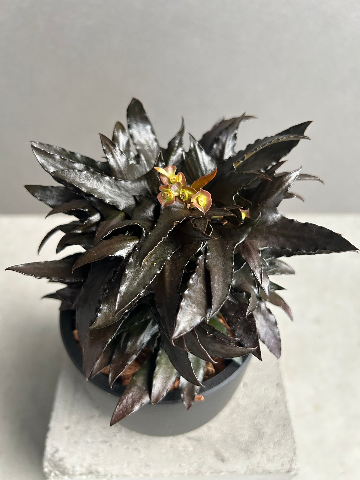 ユーフォルビア フランコイシー “エスプレッソ”「 Euphorbia