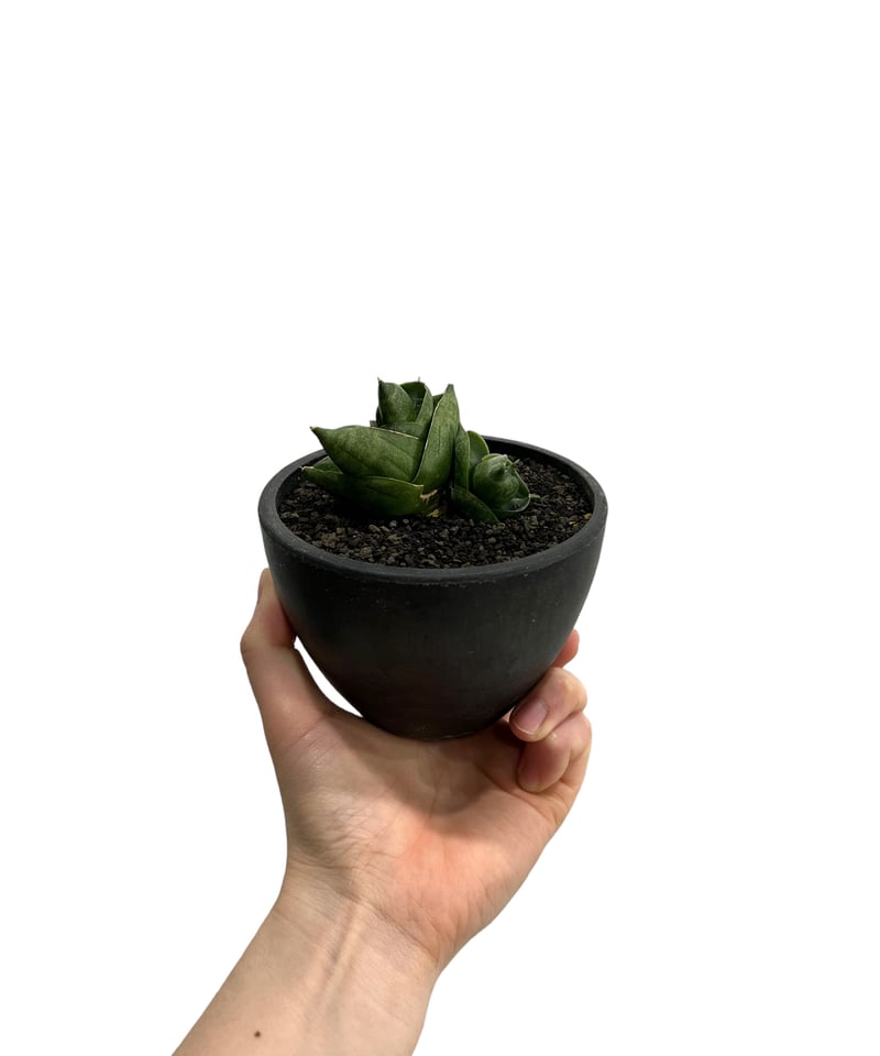 サンセベリア アンヤマニー ハイブリッドSP04「Sansevieria Unyamanee