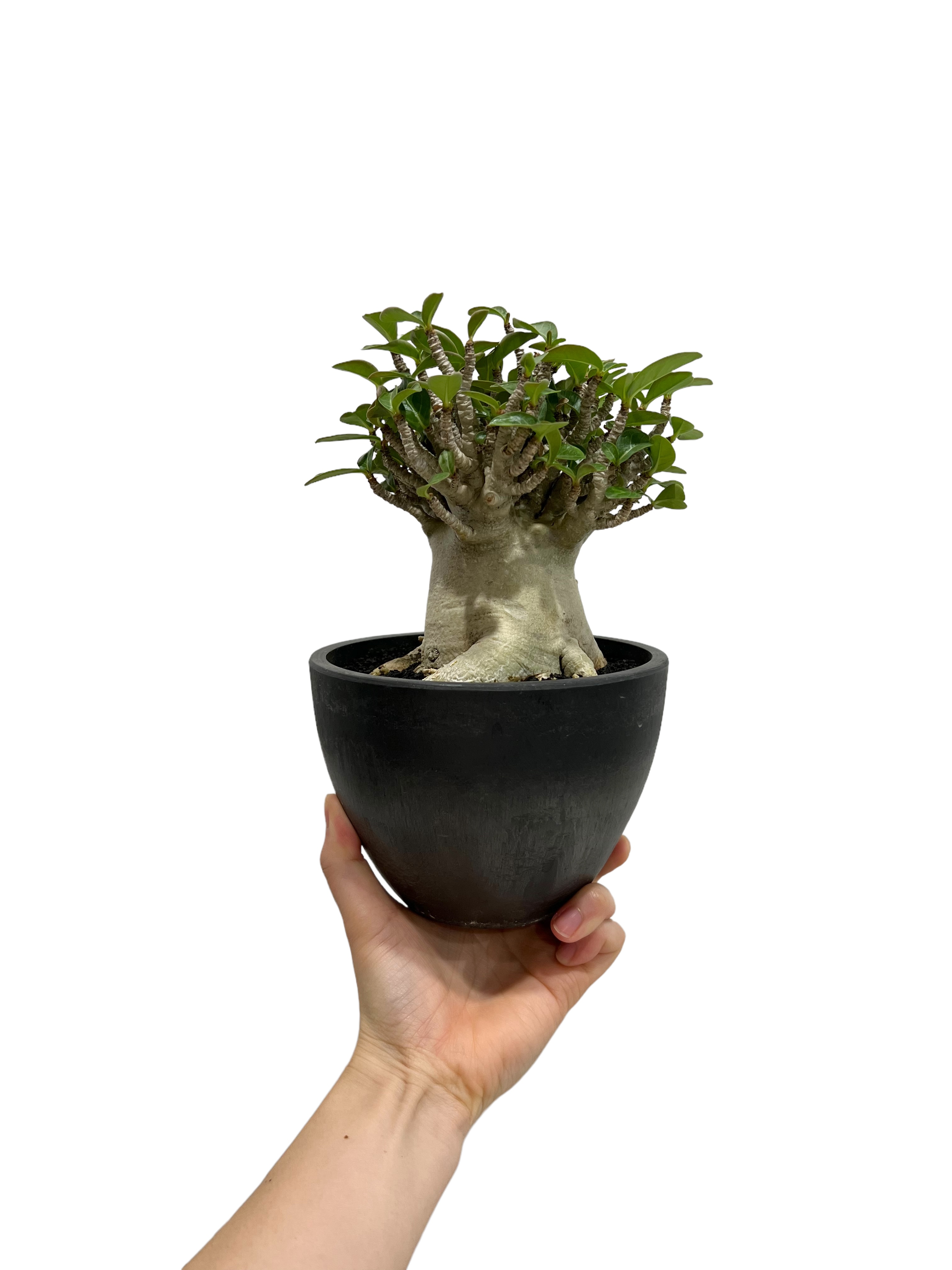 アデニウム アラビカム スーパー ドワーフ タイプ 「Adenium arabicum