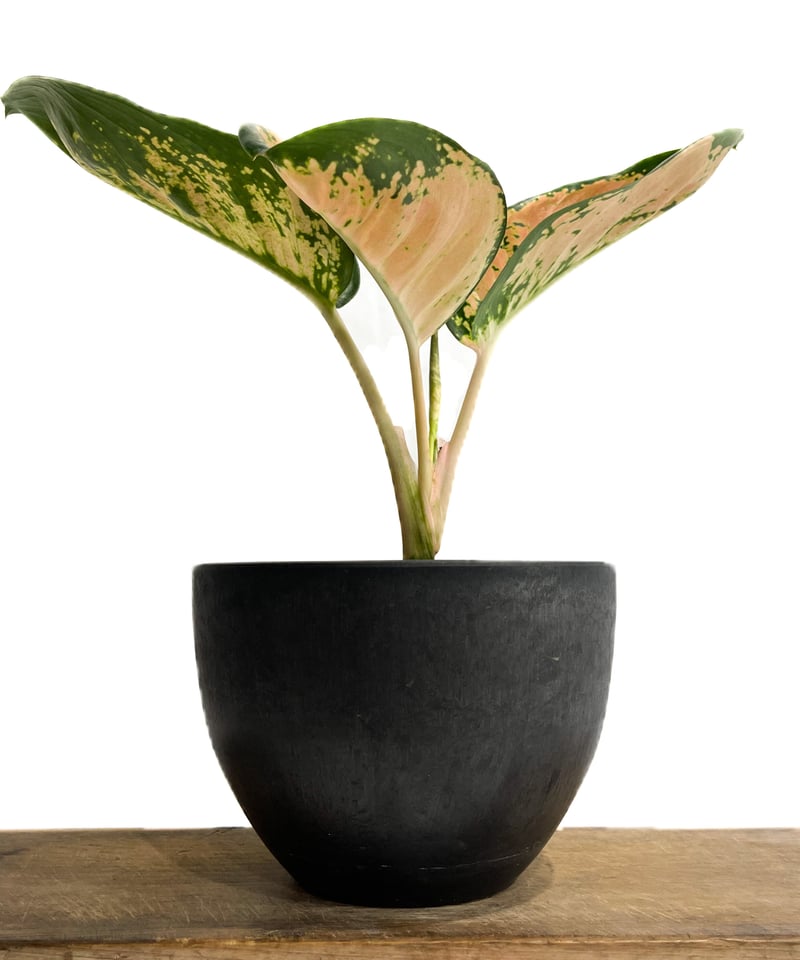 アグラオネマ スターバックス「Aglaonema Starbucks」3/23-199