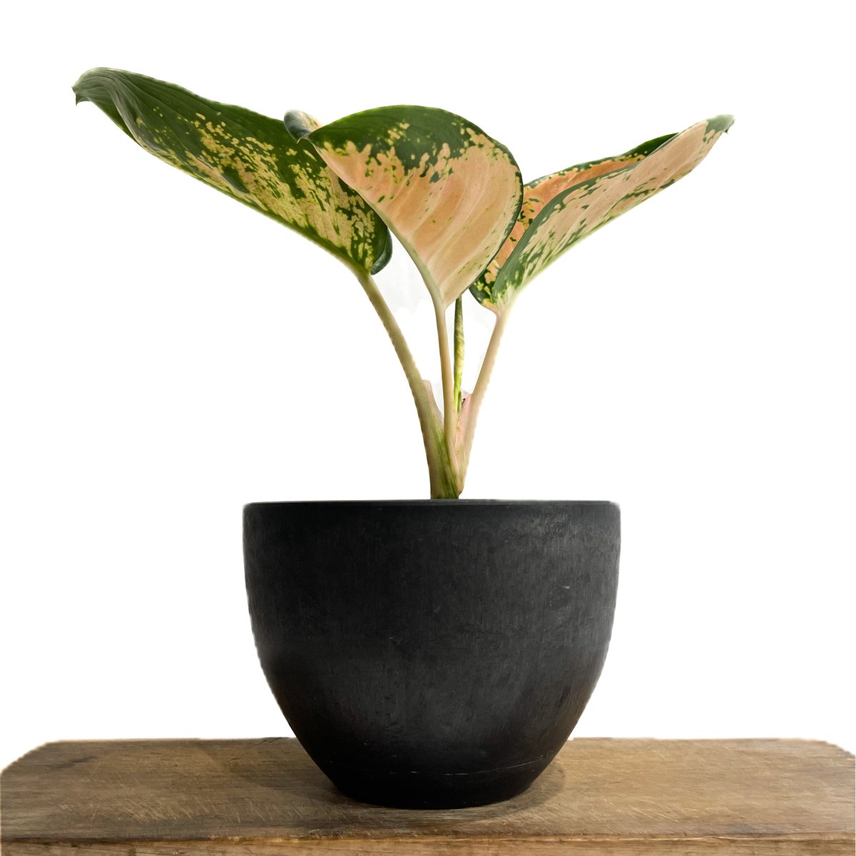 アグラオネマ スターバックス「Aglaonema Starbucks」3/23-199 | S