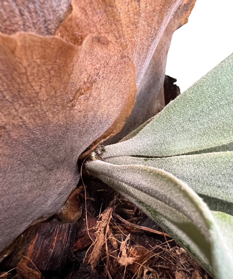 P. ウィリンキー cv. プンシニー 「P. willinckii cv. Punsinee