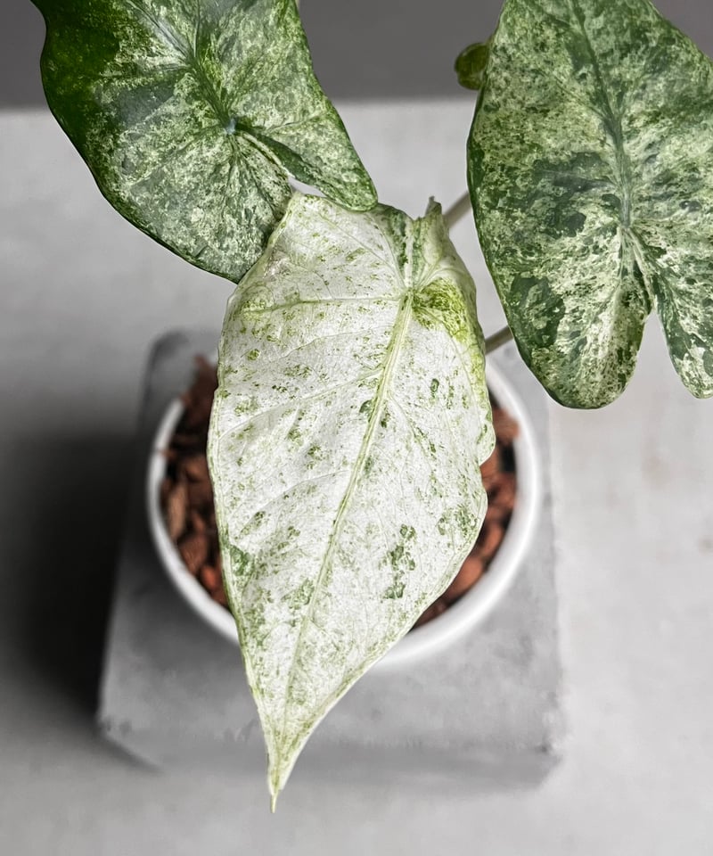 アロカシア ハイブリッド 斑入 「Alocasia hybrid Variegated アロカシア ハイブリッド 斑入 「Alocasia hybrid Variegated