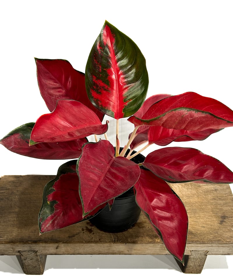 アグラオネマ スック ソム ジャイ ポン「Aglaonema Suk Som Jai Pong