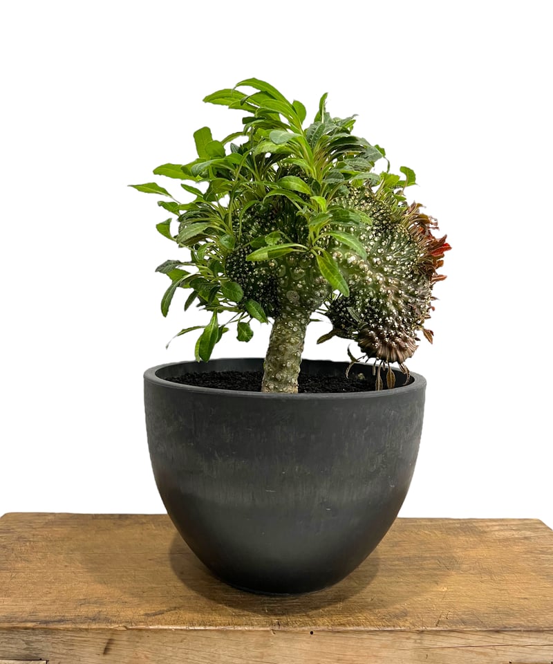 ドルステニア ラブラニー x フォエチダ 綴化「Dorstenia lavrani x foe