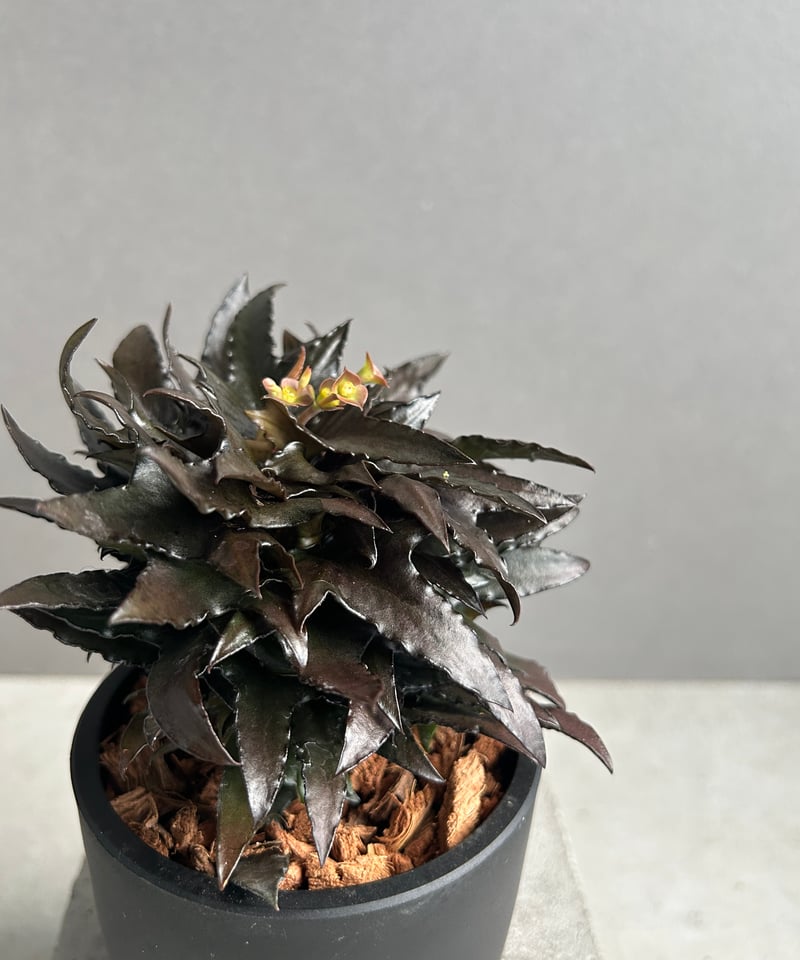 ユーフォルビア フランコイシー “エスプレッソ”「 Euphorbia
