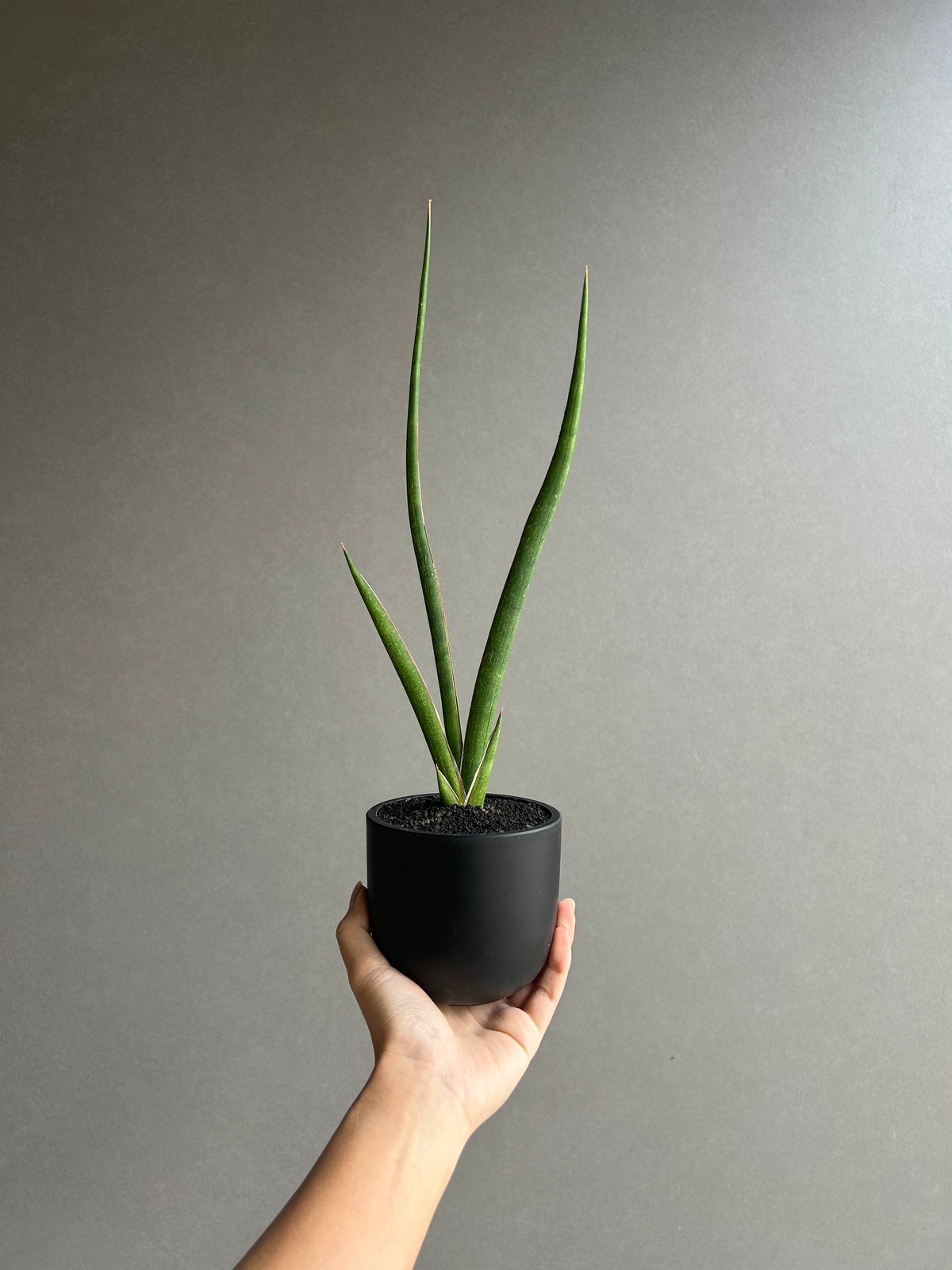 サンセベリア カラバオ 「Sansevieria Carabao (by Unyamanee