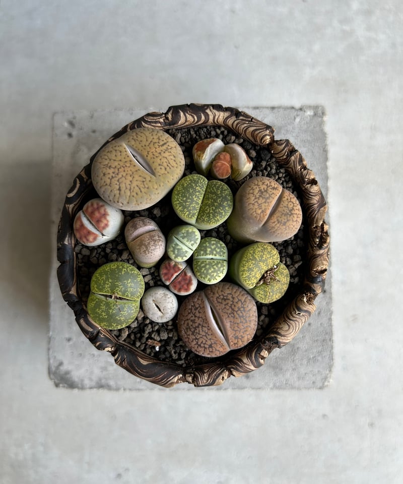 リトープス + plantsmonsters pot「Lithops」70L | SHOUCH