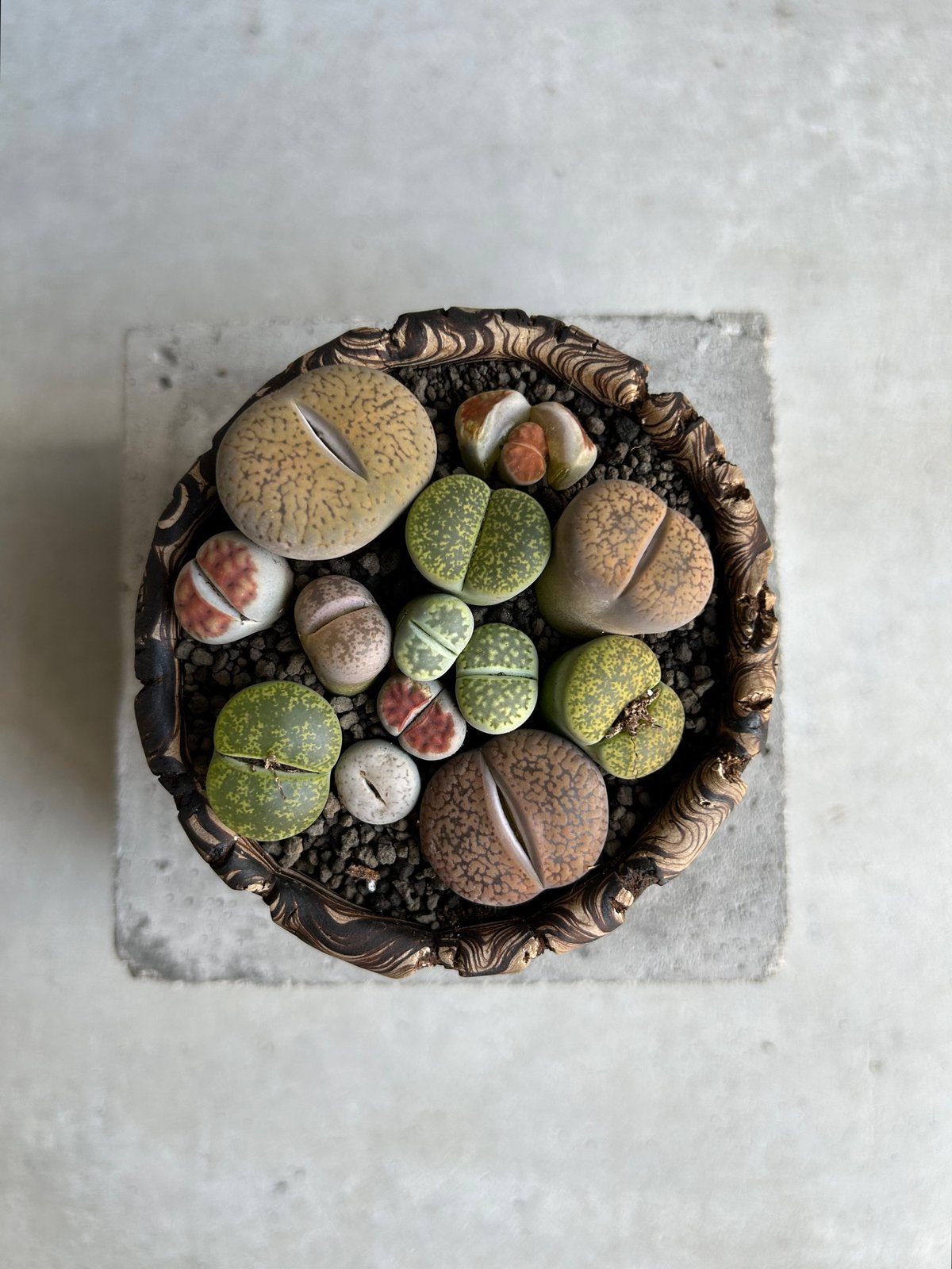 リトープス + plantsmonsters pot「Lithops」70L | SHOUCH