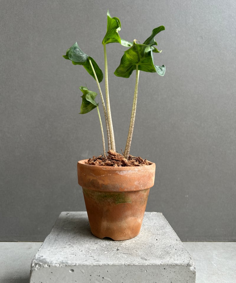 アロカシア フラミンゴ “変異種”+terracotta pot 「Alocasia Flam