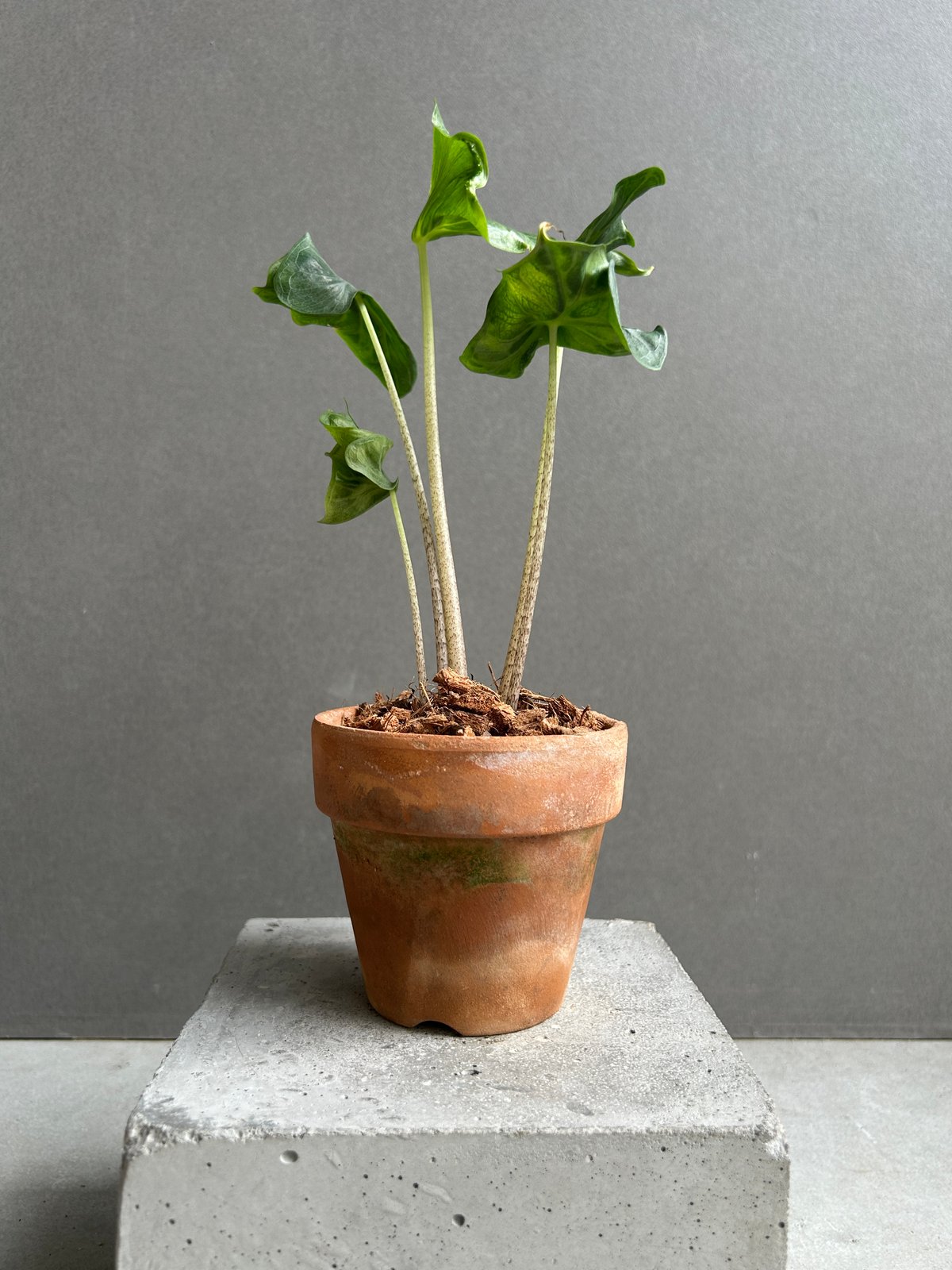 アロカシア フラミンゴ “変異種”+terracotta pot 「Alocasia Flam
