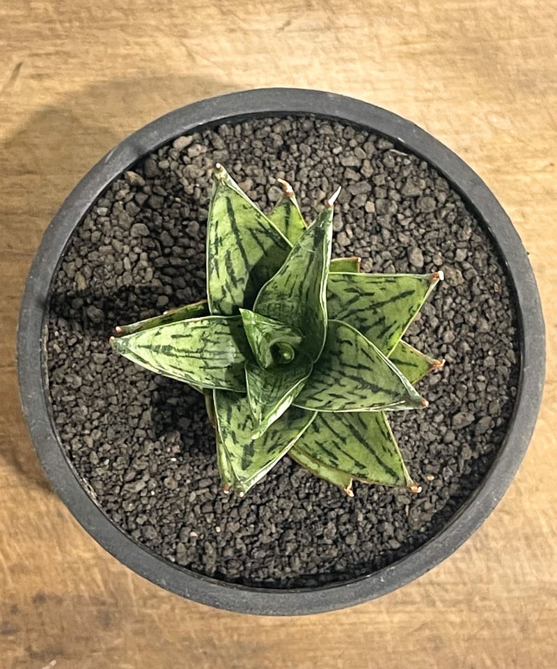 Sansevieria \"Margarita' Variegated 極上親株 Sansevieria hyb margarita ✈️ Worldwide Shipping 📝 Phytosanitary